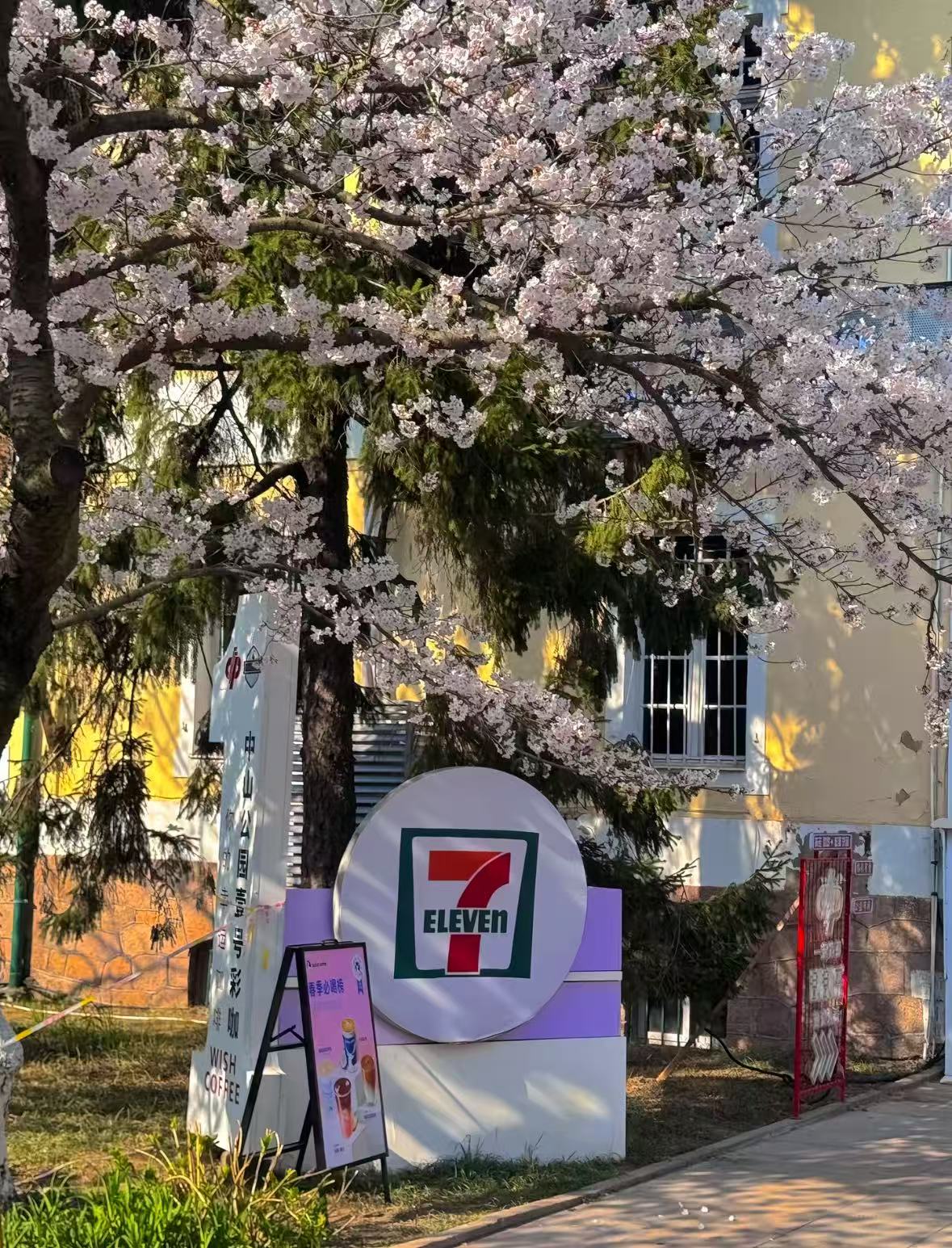 青岛樱花街